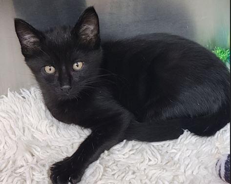 Fester, Adoptable, Young Male Domestic Short Hair.