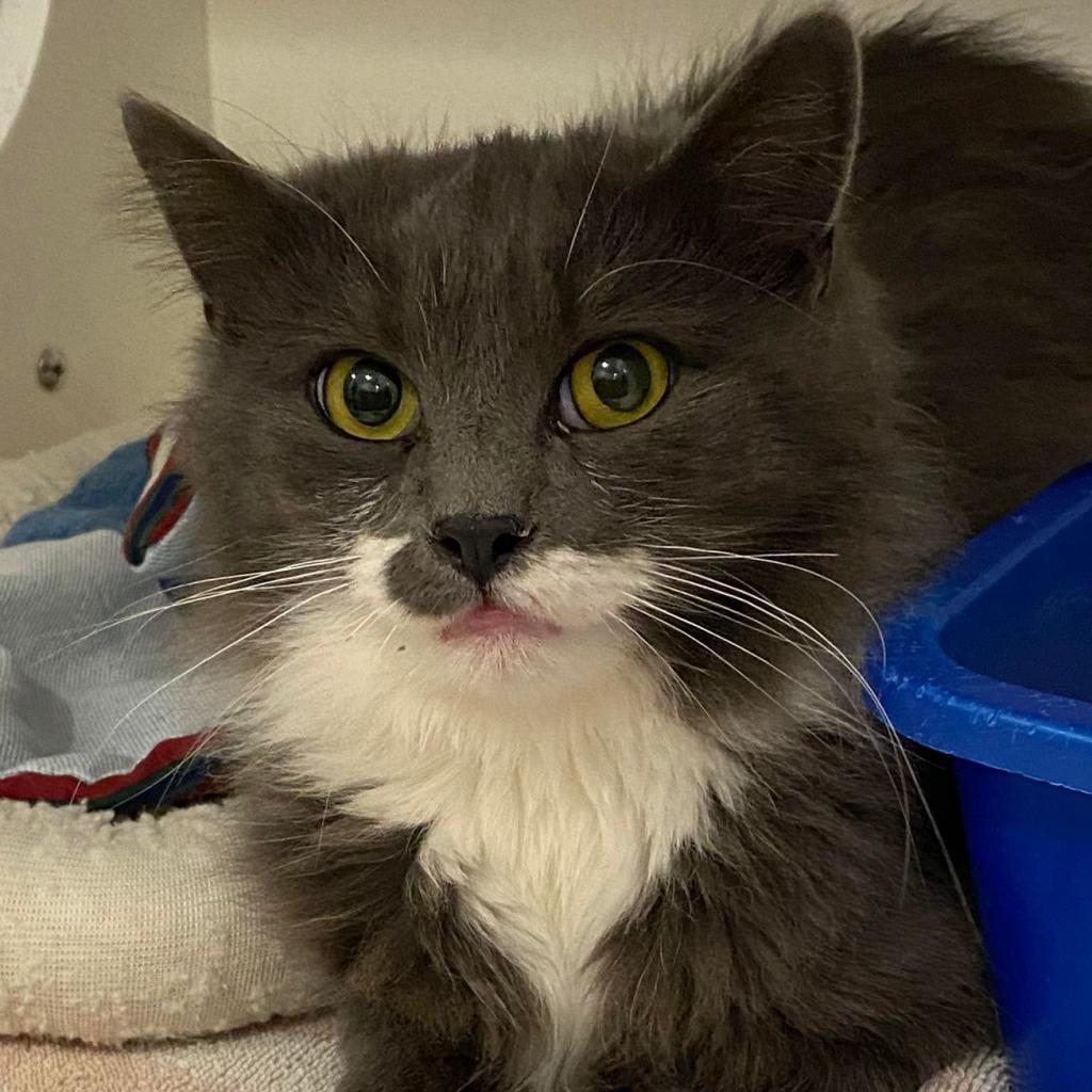 Everly — thumbnail 2