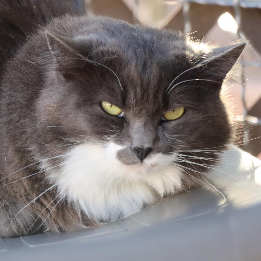 Everly — thumbnail 3