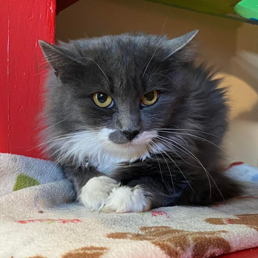 Everly — thumbnail 6