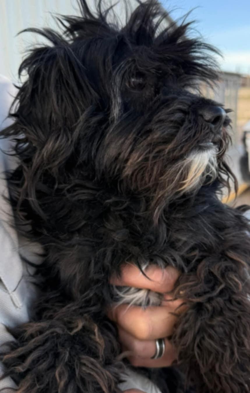 Enlarge Zayne, a Adopted Terrier in Minneapolis, MN image 1/2