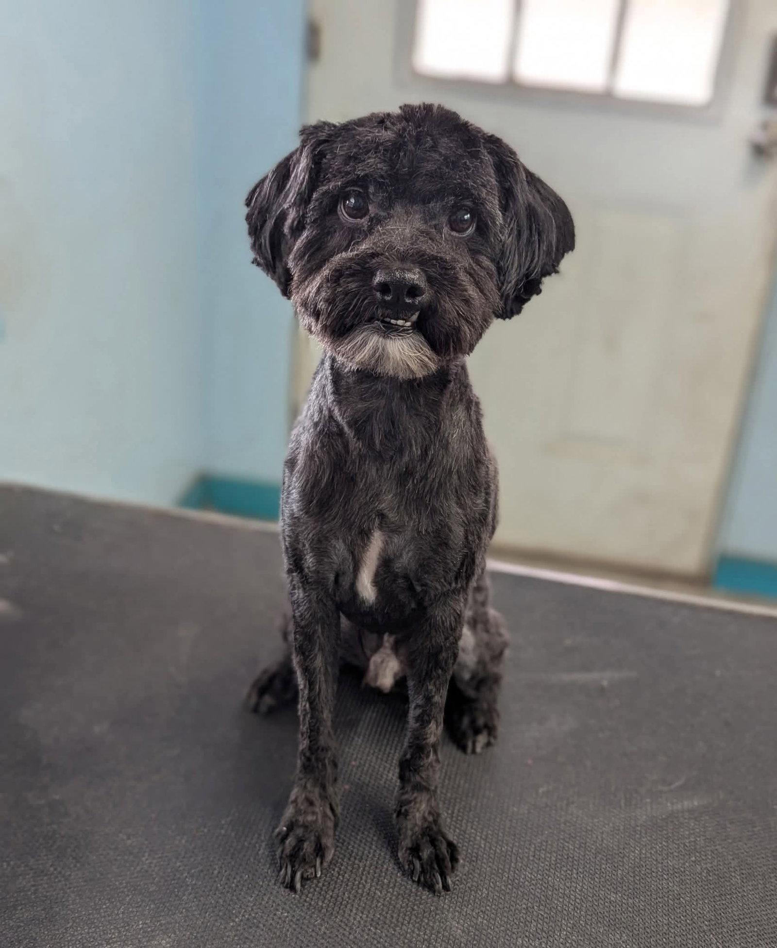 Enlarge Zayne, a Adopted Terrier in Minneapolis, MN image 2/2