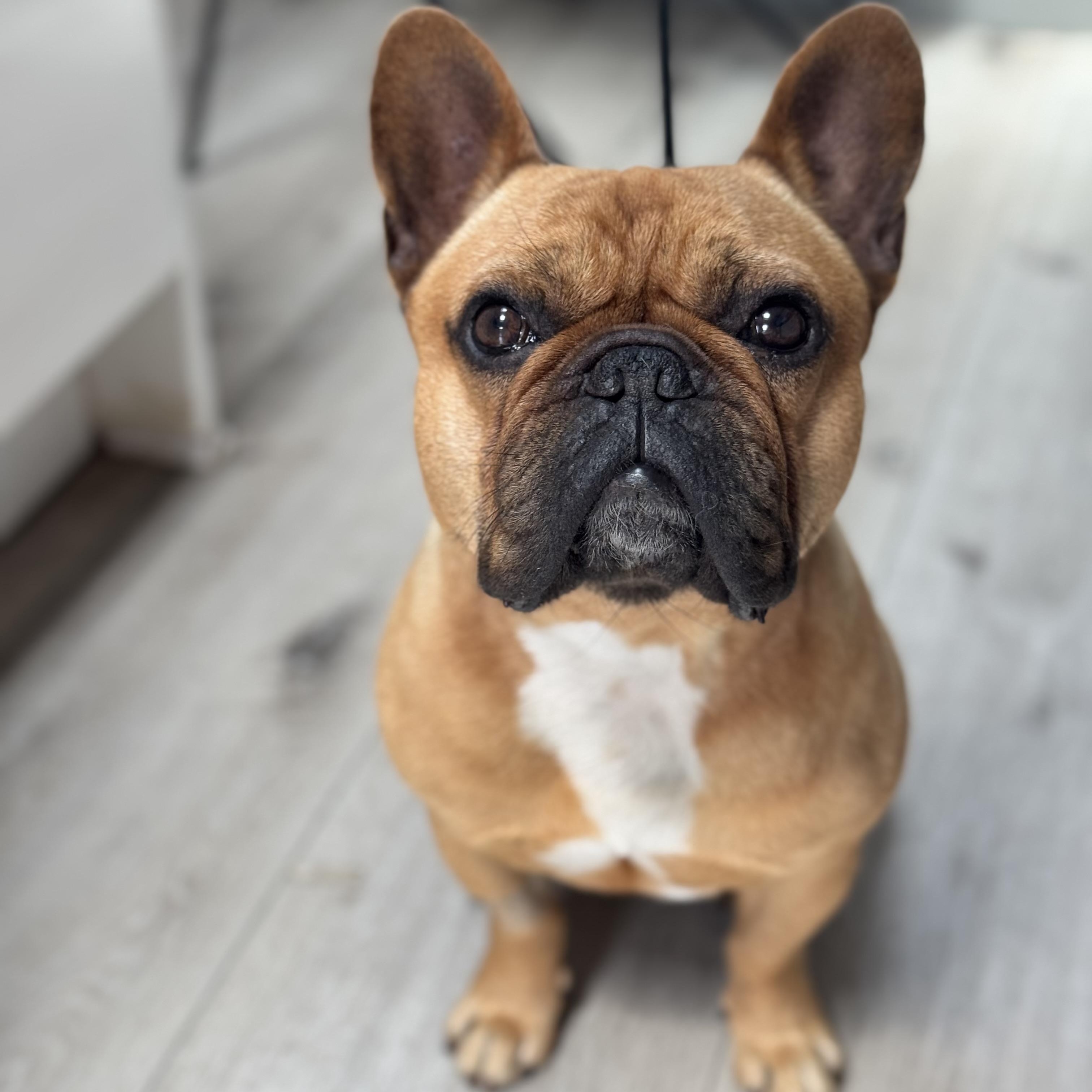 Meet Poe  the 35-year-old French Bulldog with the heart of a teddy bear and the swagger of a mini