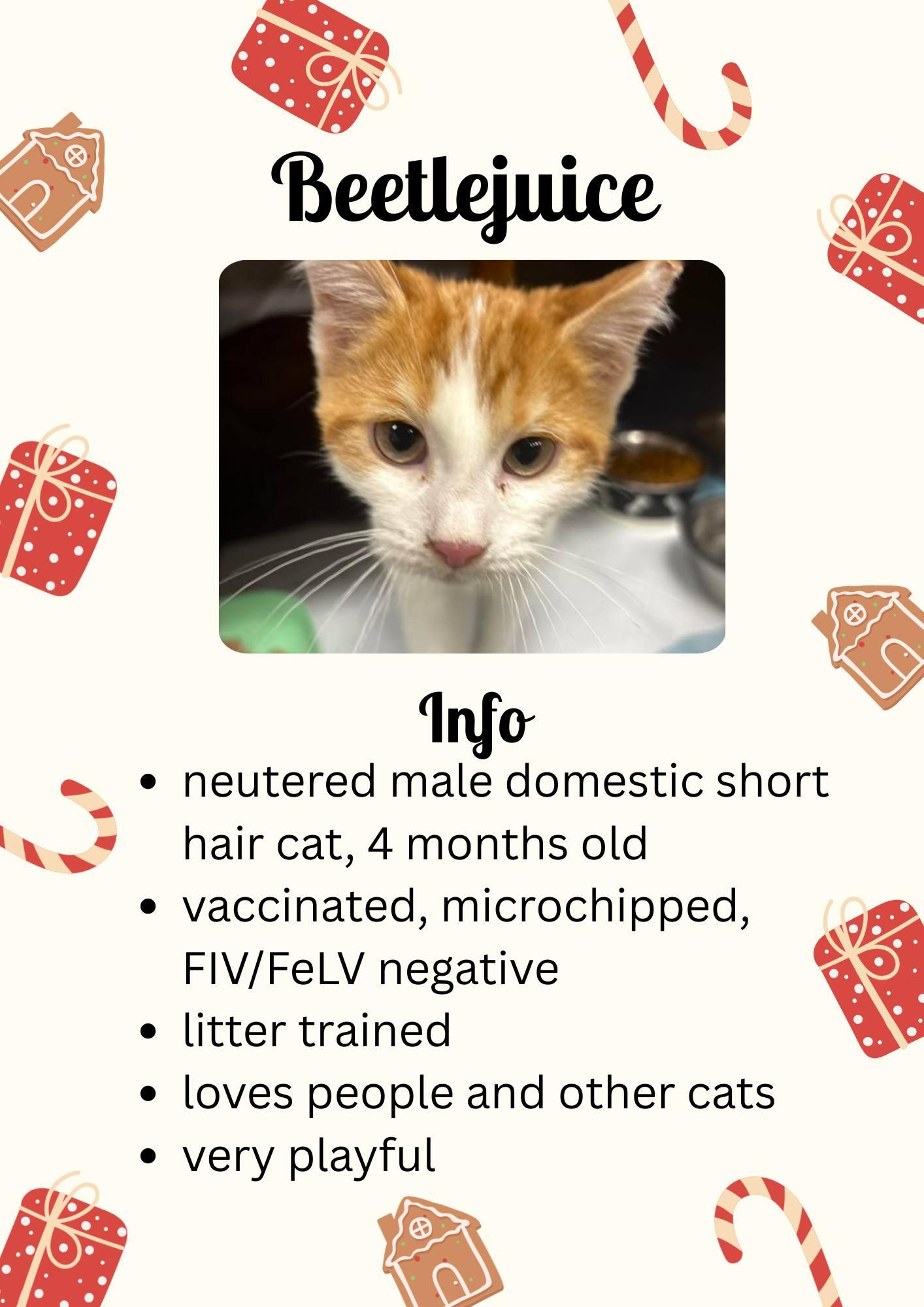 Enlarge Beetlejuice, a ADOPTABLE Domestic Short Hair in Greensburg, IN image 1/1