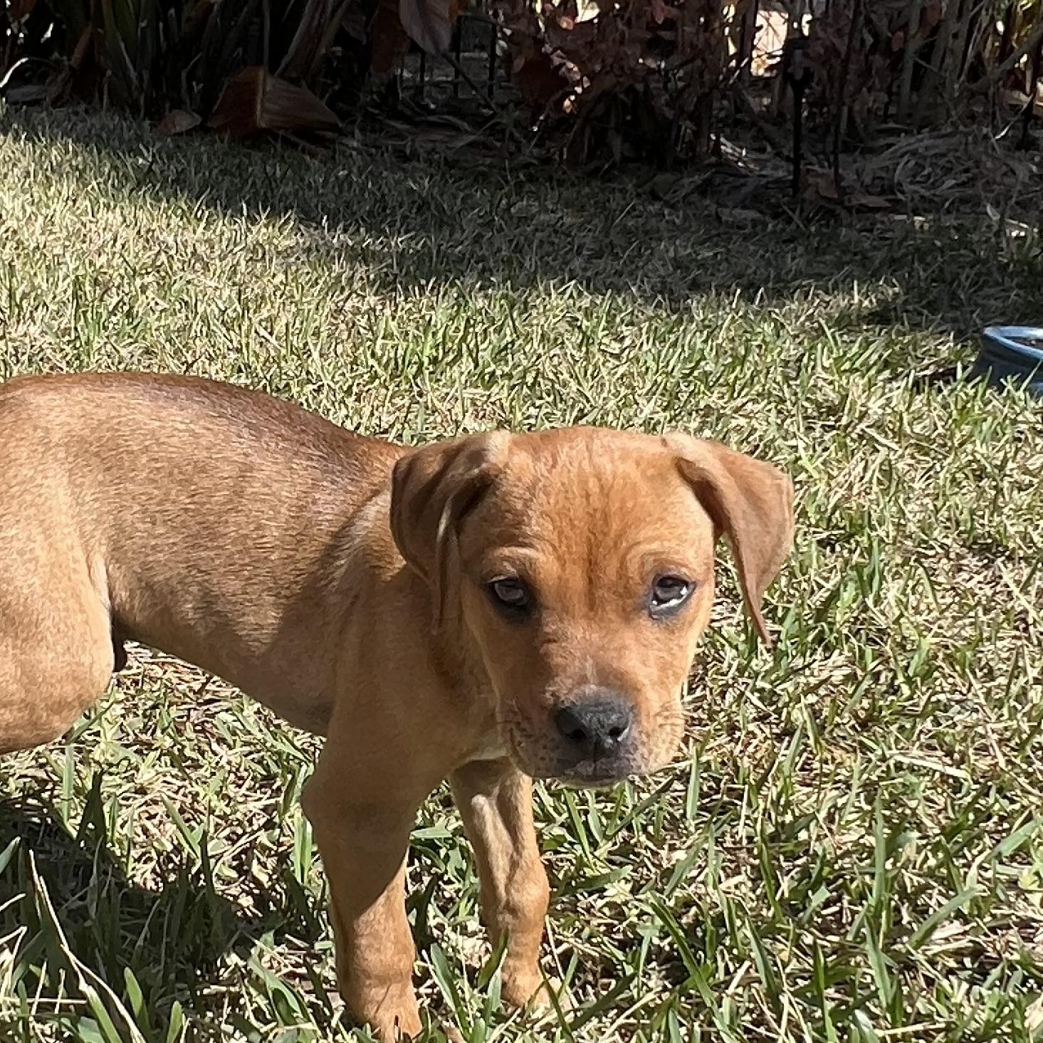 Enlarge Mojoe, a ADOPTABLE mixed breed in St Augustine, FL image 5/5
