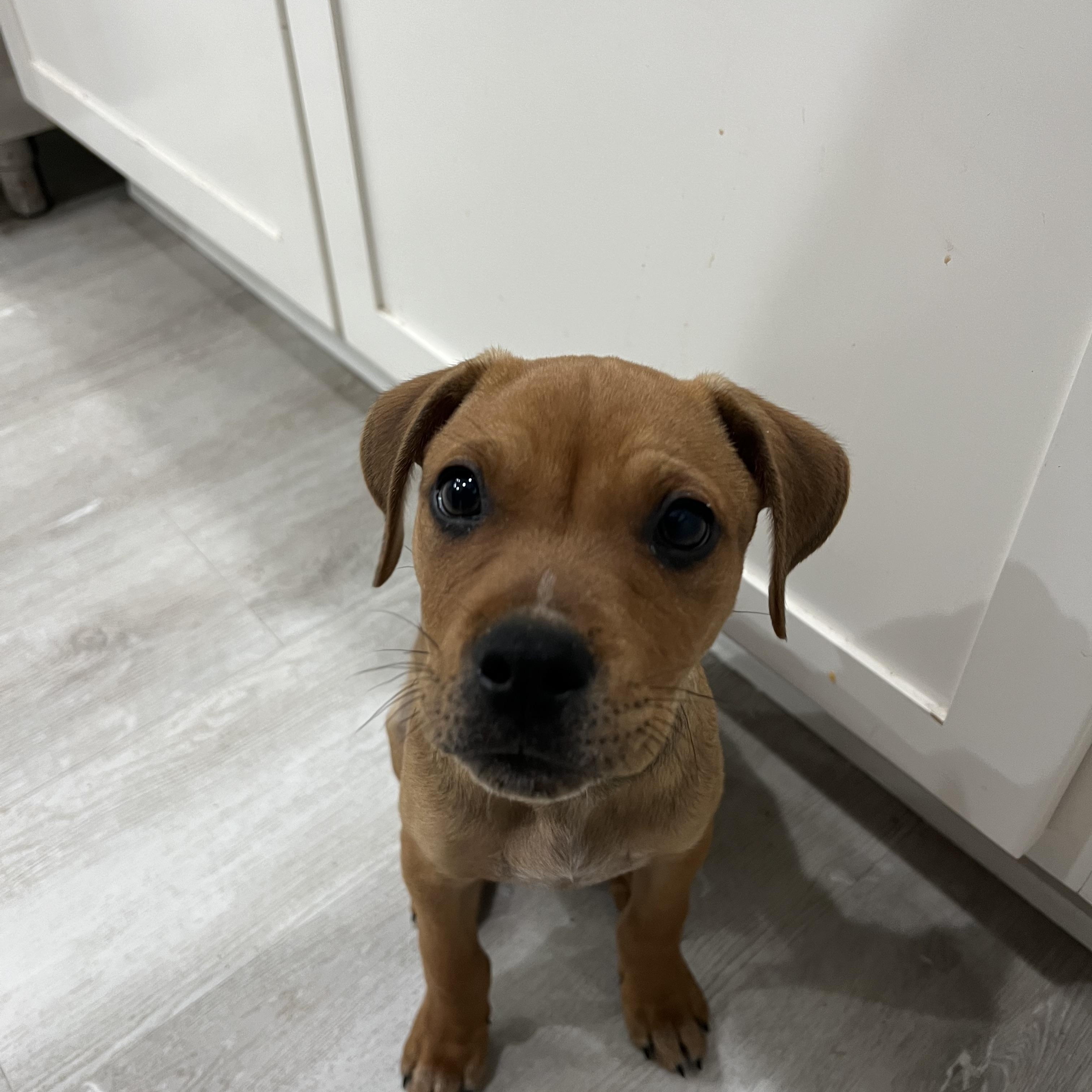 Enlarge Mojoe, a ADOPTABLE mixed breed in St Augustine, FL image 3/5