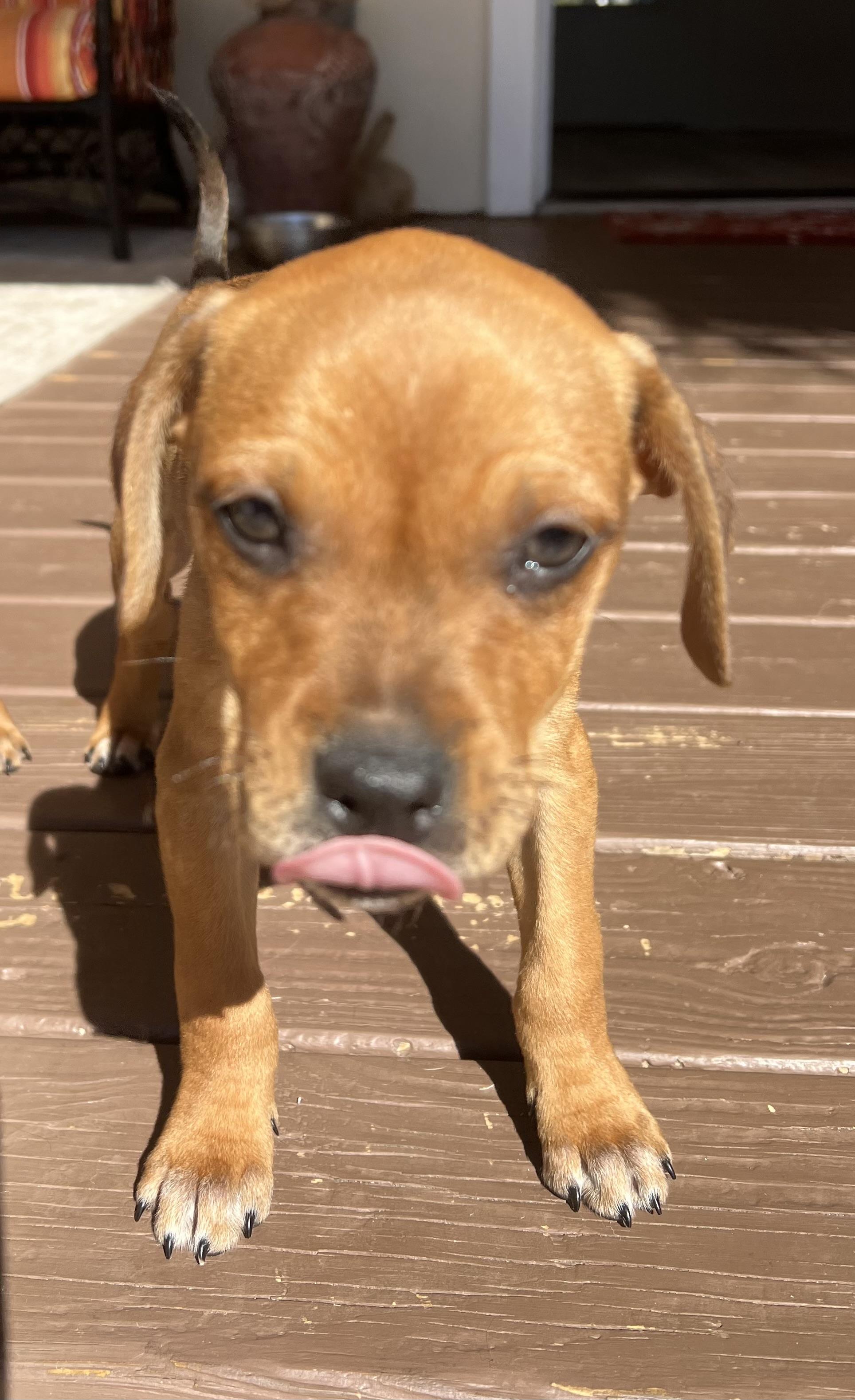 Enlarge Mojoe, a ADOPTABLE mixed breed in St Augustine, FL image 2/5