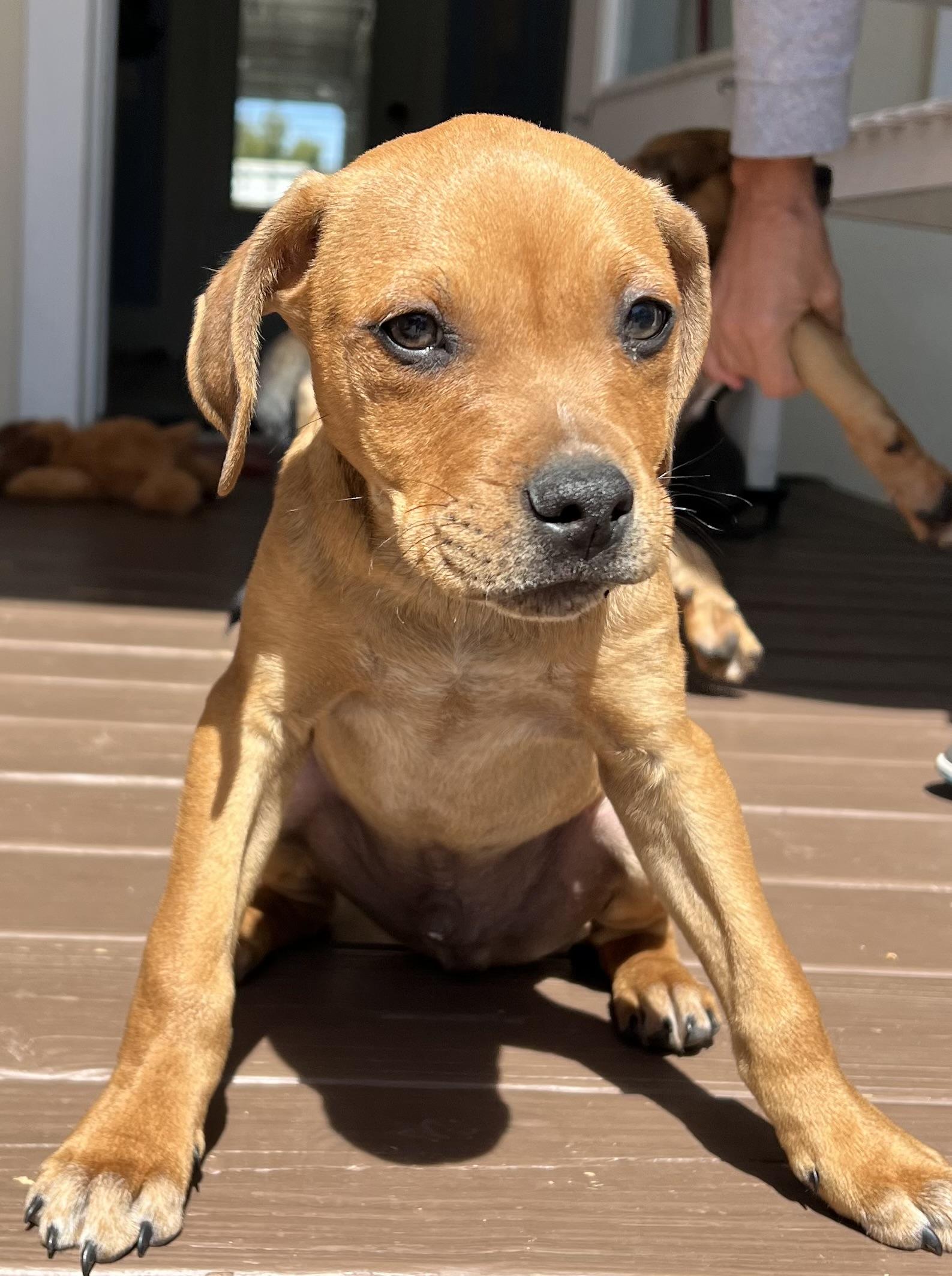 Enlarge Mojoe, a ADOPTABLE mixed breed in St Augustine, FL image 1/5