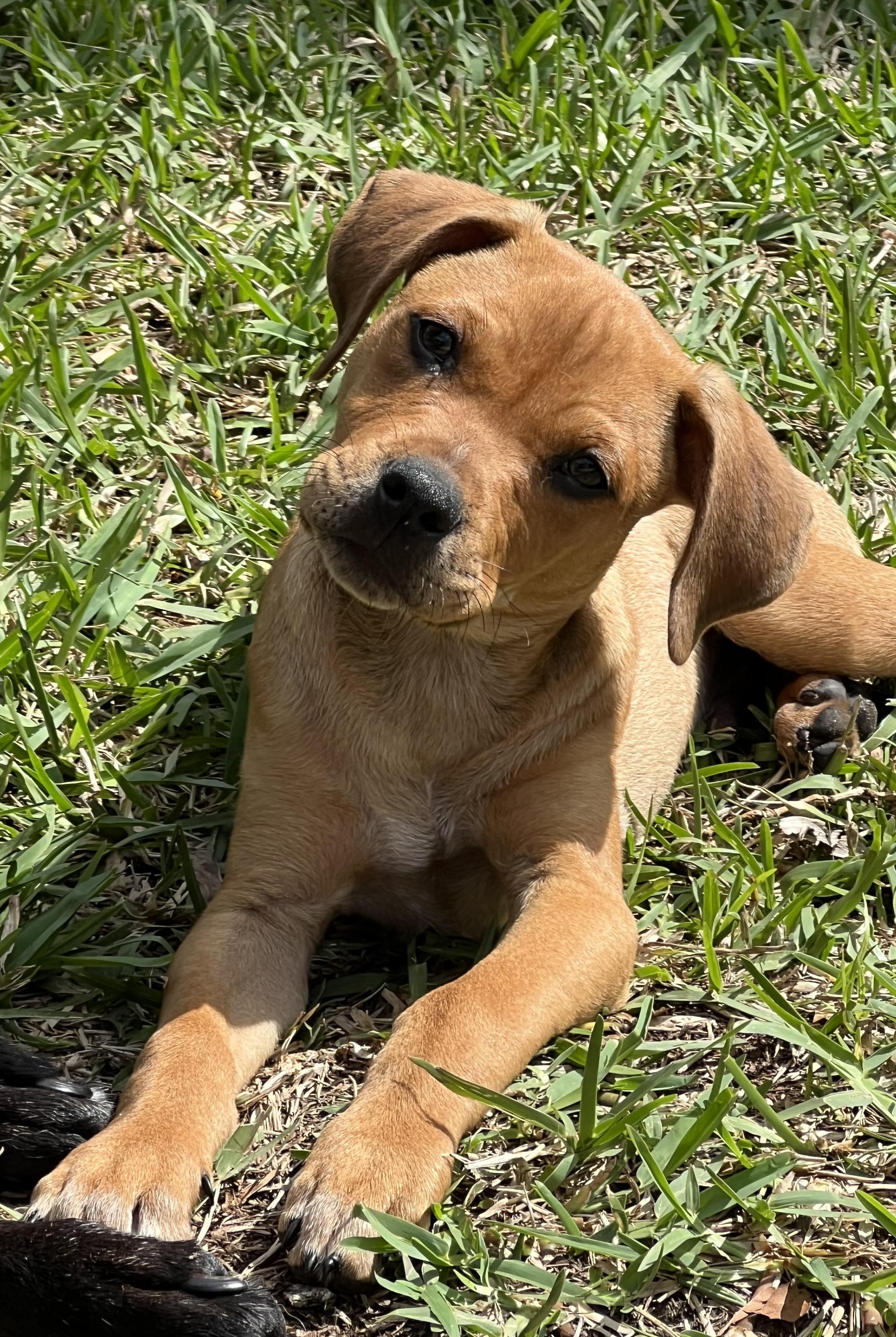 Enlarge Mojo, an adopted mixed breed in St Augustine, FL image 1/6