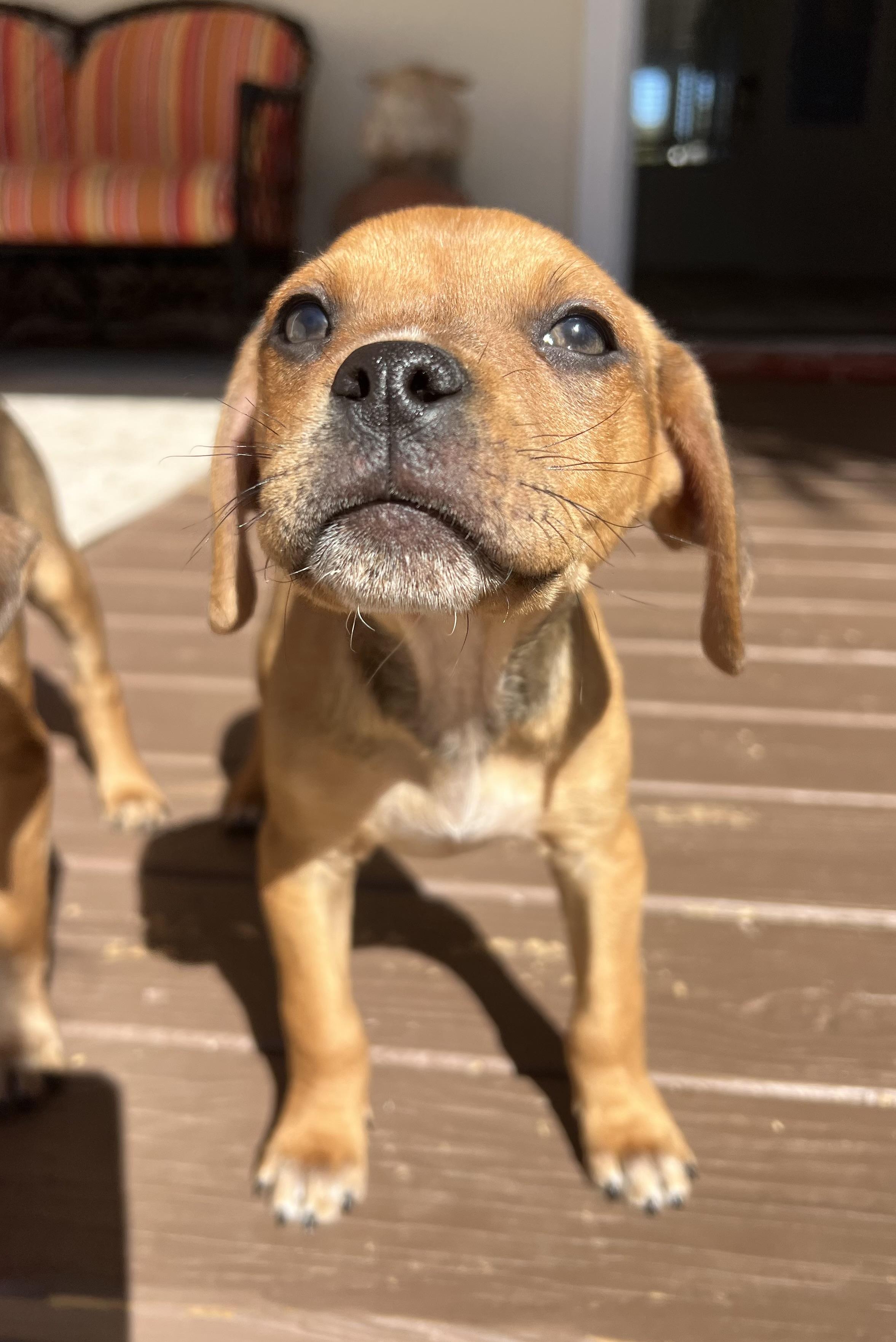 Enlarge Mojoe, a ADOPTABLE mixed breed in St Augustine, FL image 4/5