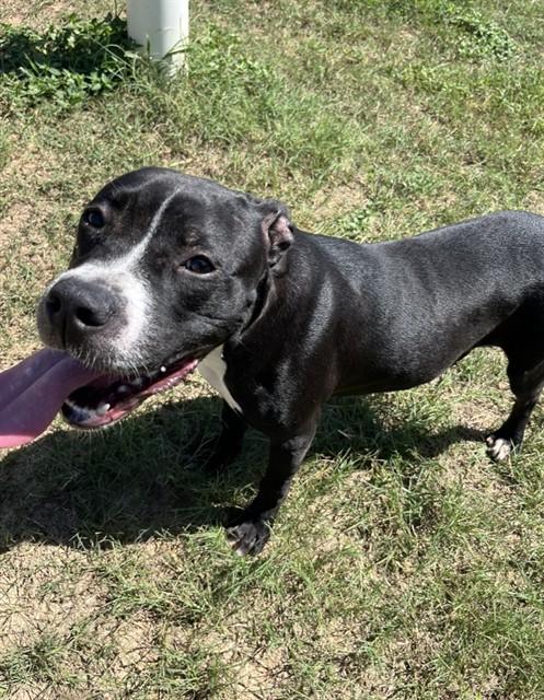 DOMINIQUE, Adoptable, Young Female Pit Bull Terrier & Mixed Breed.