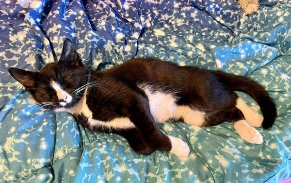 Oreo, a Adoptable American Shorthair in Peach Bottom, PA image 2/2