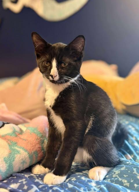 Oreo, a Adoptable American Shorthair in Peach Bottom, PA image 1/2