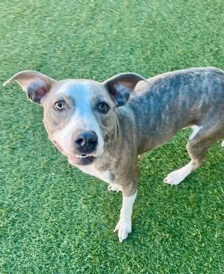 Cindy, Adoptable, Adult Female Pit Bull Terrier.