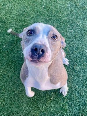 Cindy, a Adoptable Pit Bull Terrier in Arlee, MT image 2/6