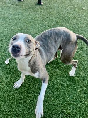 Cindy, a Adoptable Pit Bull Terrier in Arlee, MT image 3/6