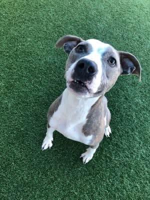 Cindy, a Adoptable Pit Bull Terrier in Arlee, MT image 4/6