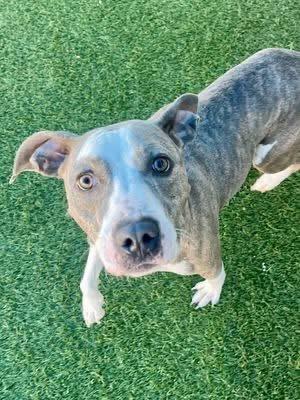 Cindy, a Adoptable Pit Bull Terrier in Arlee, MT image 5/6