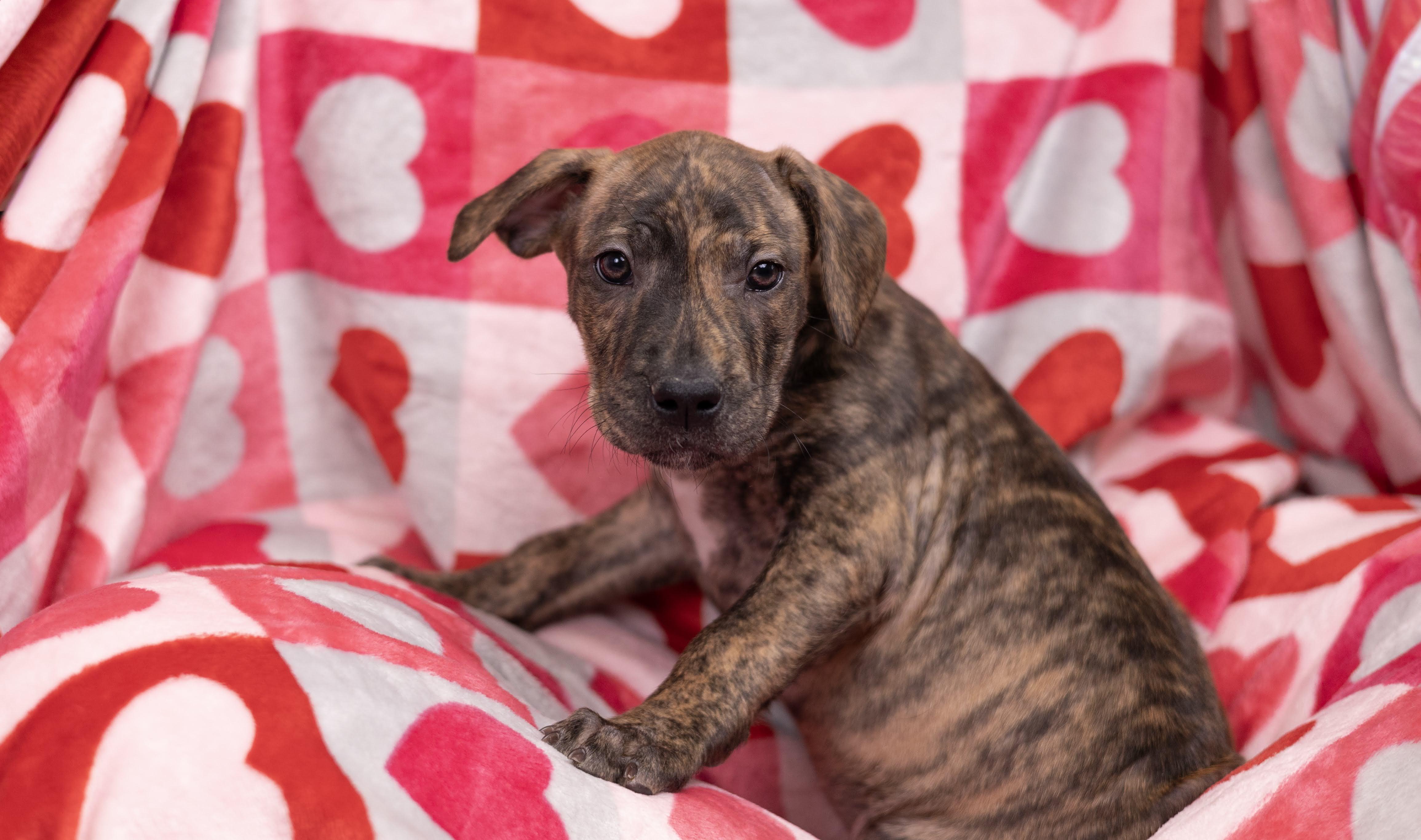 Enlarge Mabel, a ADOPTABLE mixed breed in Whitestown, IN image 1/1