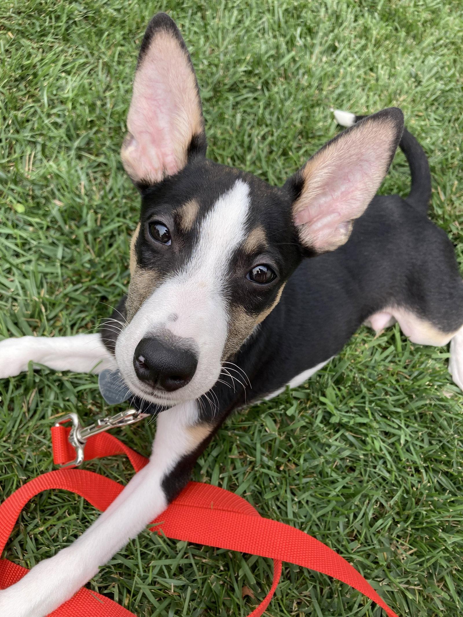 Enlarge Oliver now Murphy, a Adopted Jack Russell Terrier in Oakhurst, NJ image 3/3