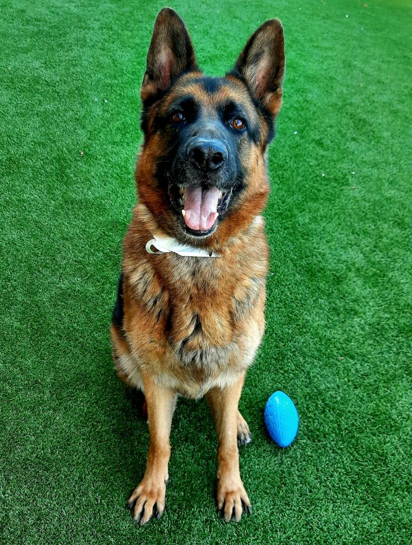 Enlarge EMMANUEL, a Adoptable German Shepherd Dog in Los Angeles, CA image 5/5