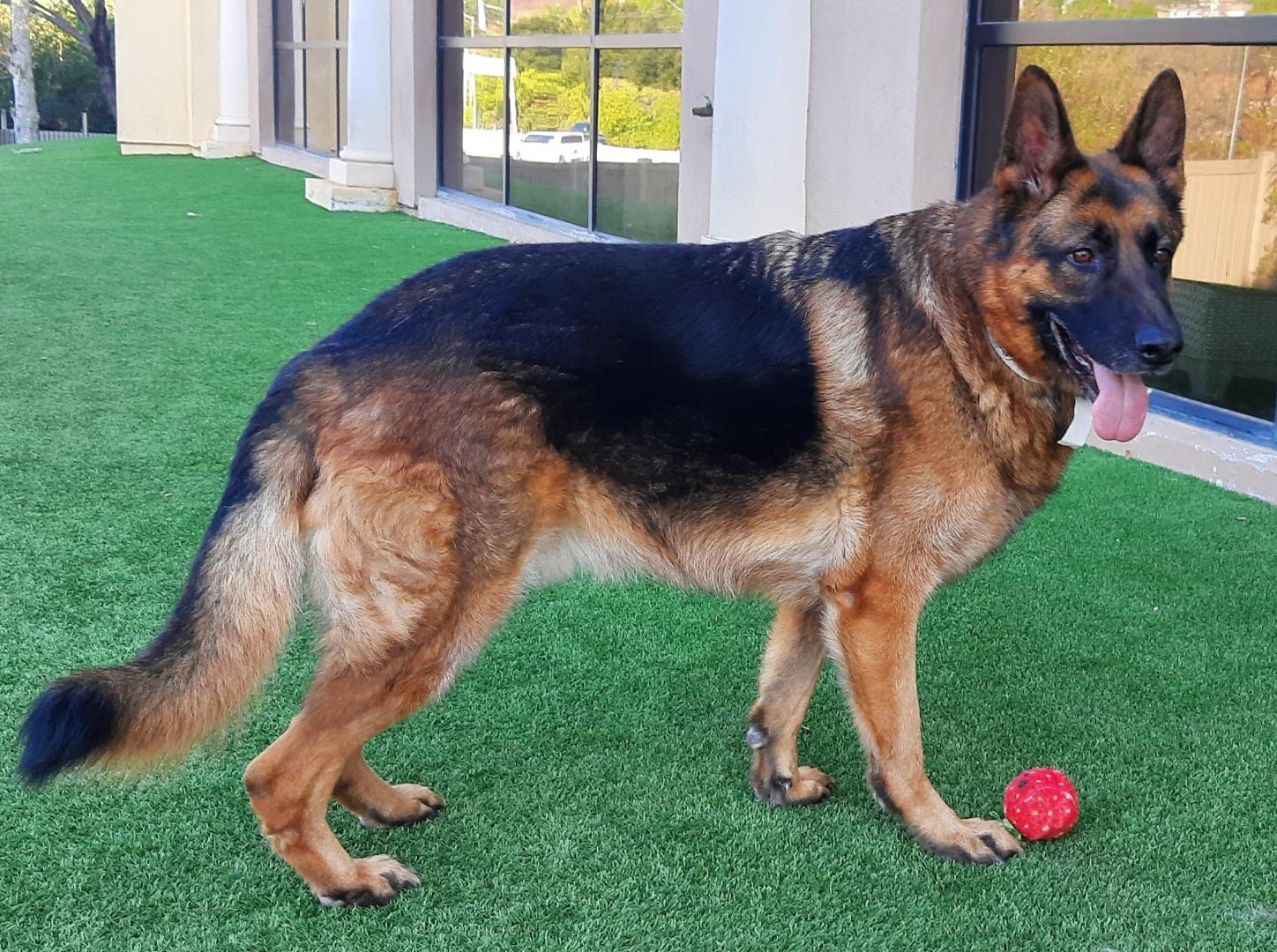Enlarge EMMANUEL, a Adoptable German Shepherd Dog in Los Angeles, CA image 2/5