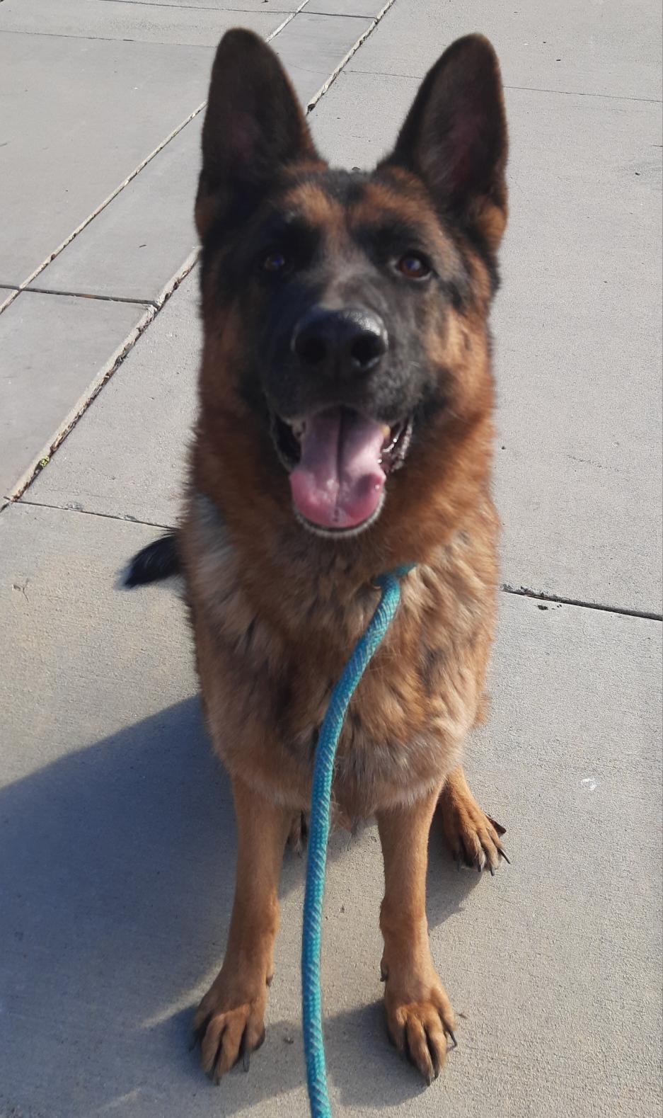 Enlarge EMMANUEL, a Adoptable German Shepherd Dog in Los Angeles, CA image 3/5