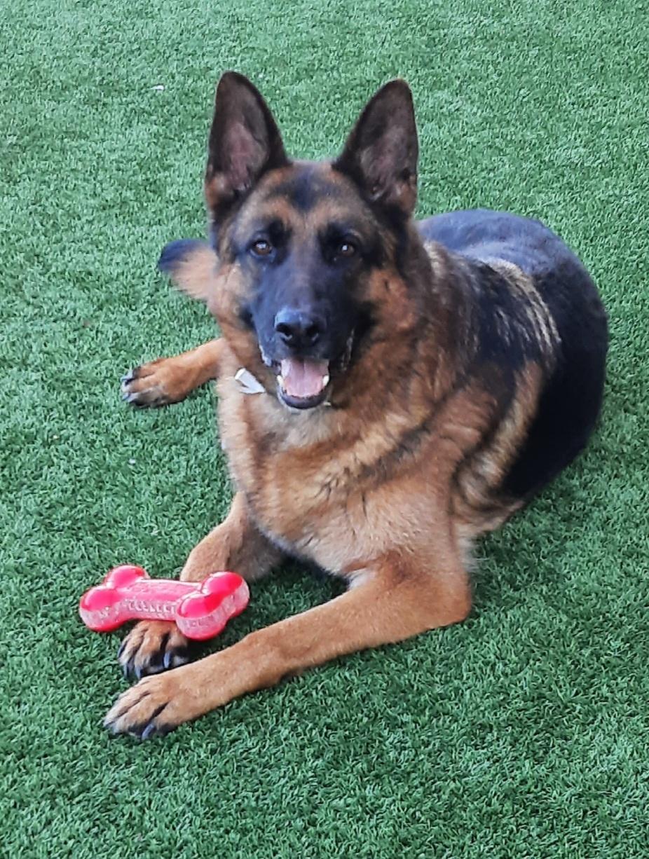 EMMANUEL, Adoptable, Adult Male German Shepherd Dog.