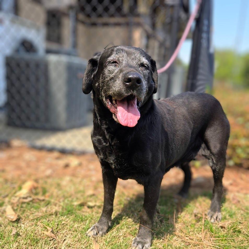 Venus, Adoptable, Senior Female Labrador Retriever.