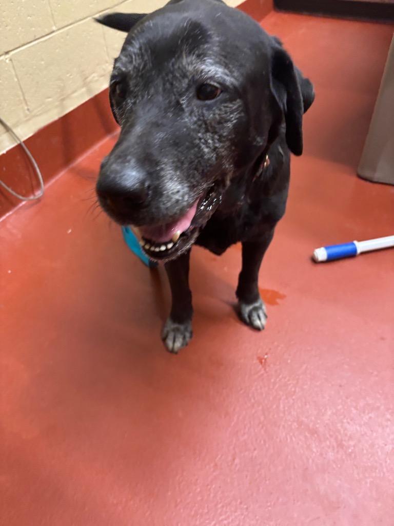 Enlarge Venus, a Adoptable Labrador Retriever in Douglasville, GA image 2/3