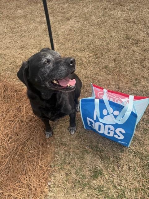 Enlarge Venus, a Adoptable Labrador Retriever in Douglasville, GA image 3/3