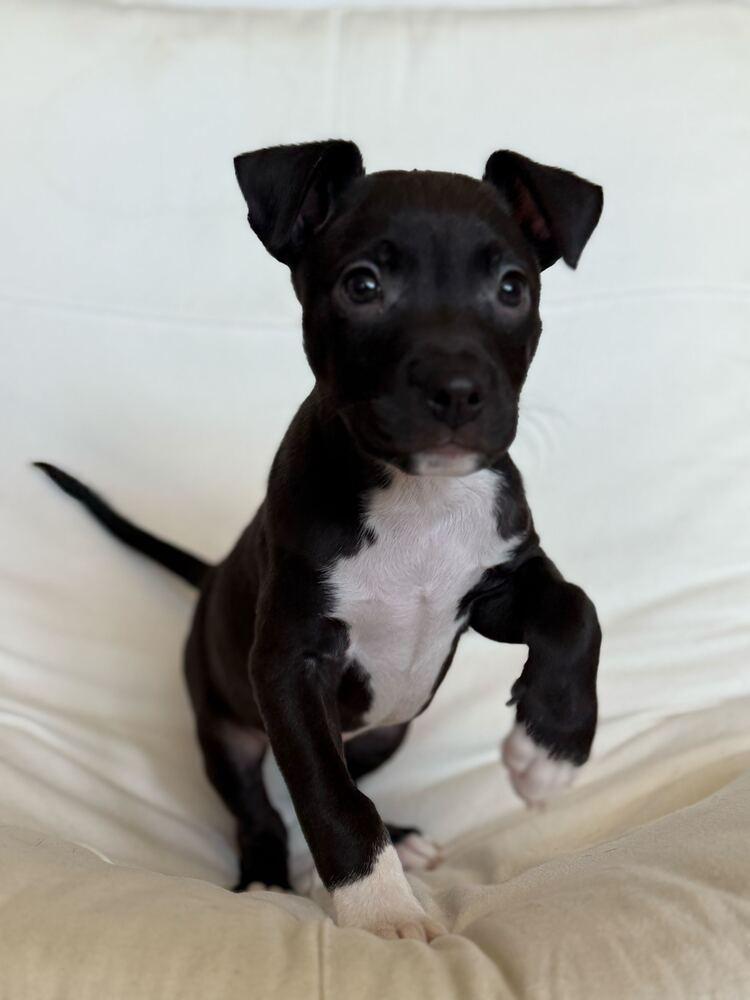 Murray, Adoptable, Puppy Male Mixed Breed.