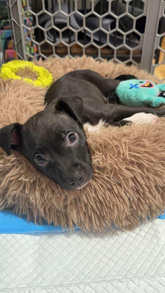 Enlarge Murray, a Adoptable mixed breed in New York, NY image 1/2