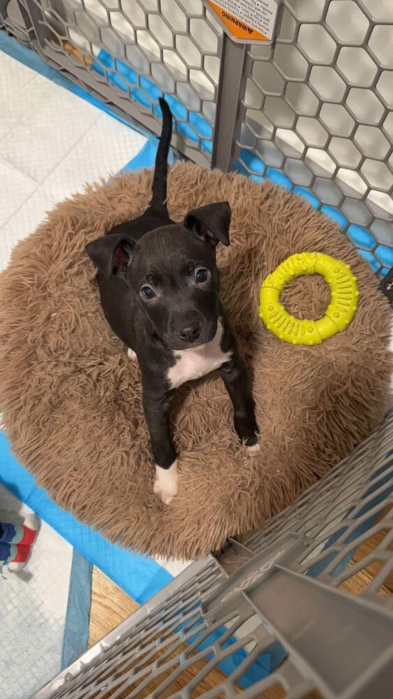 Enlarge Murray, a Adoptable mixed breed in New York, NY image 2/2