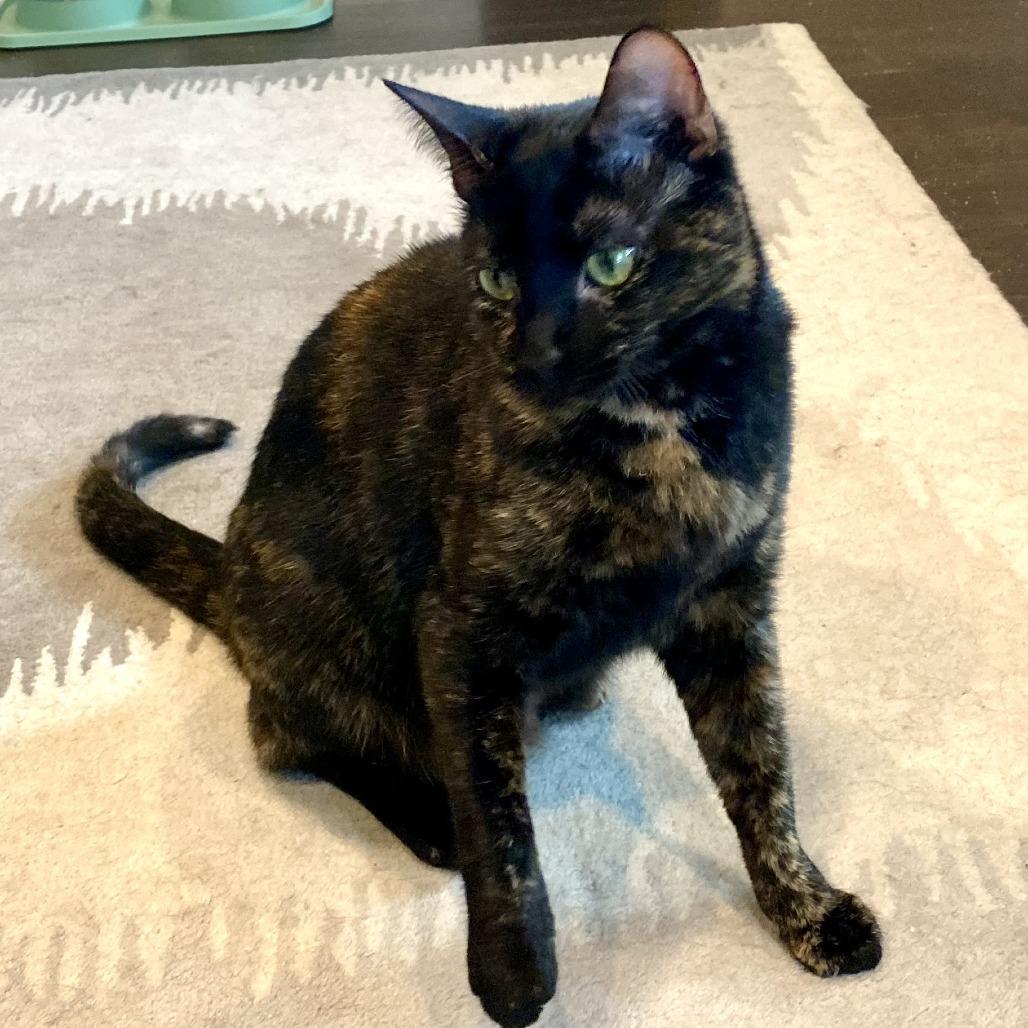 Emmy, a Adoptable Domestic Short Hair in San Antonio, TX image 2/6