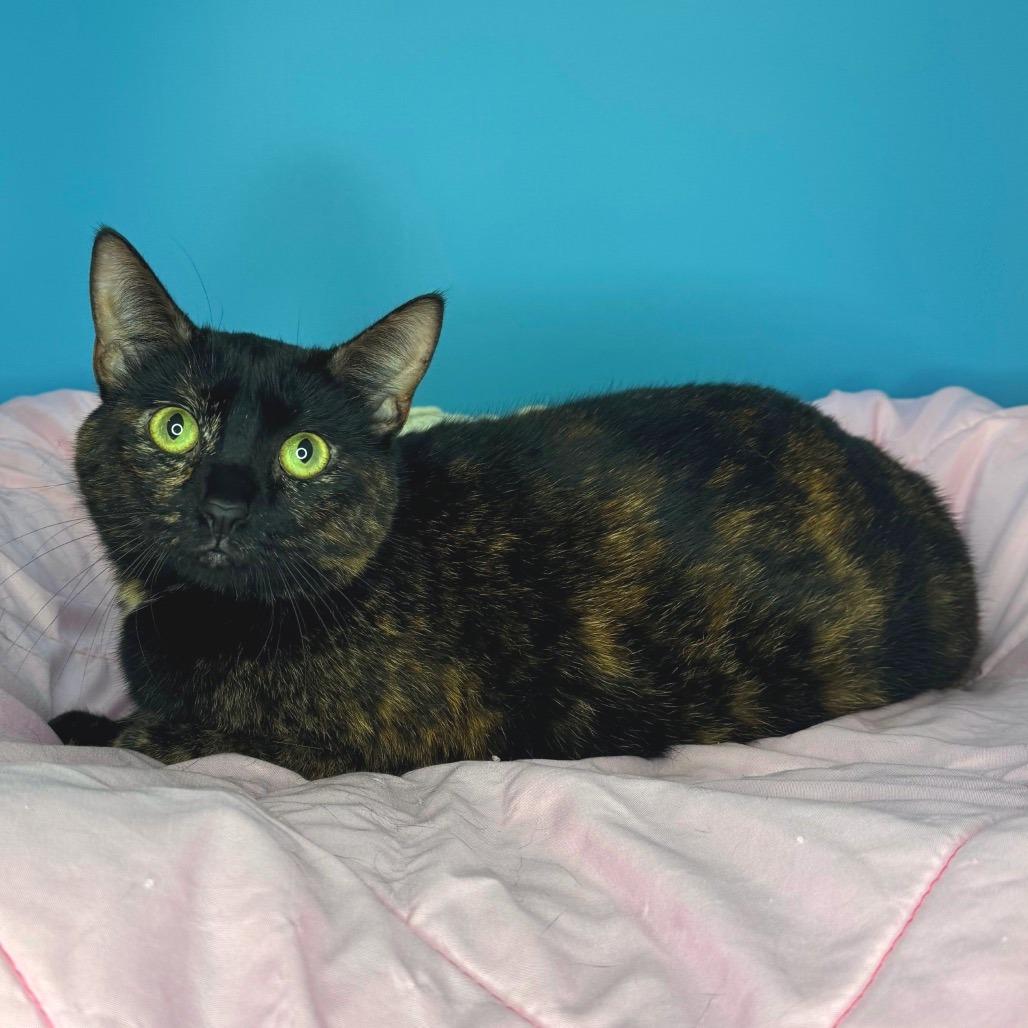 Emmy, a Adoptable Domestic Short Hair in San Antonio, TX image 3/6