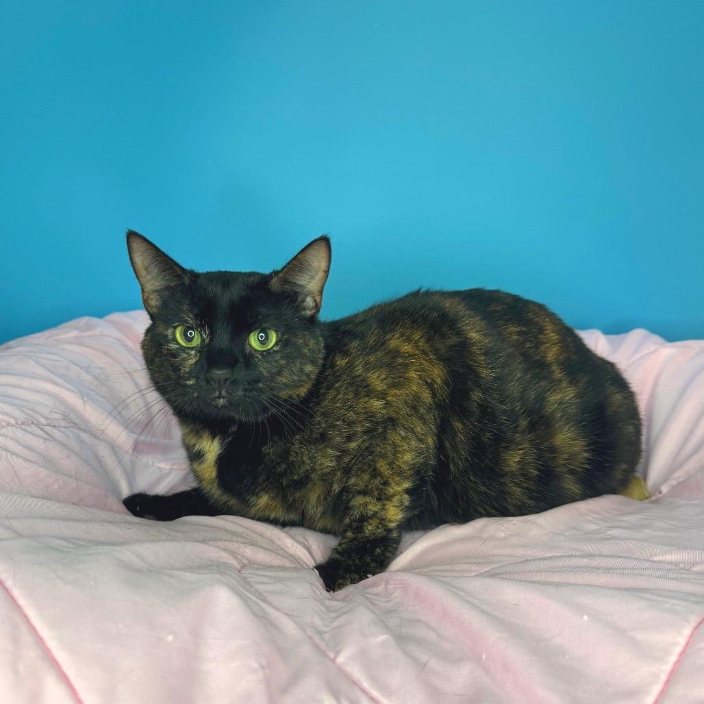Emmy, a Adoptable Domestic Short Hair in San Antonio, TX image 5/6
