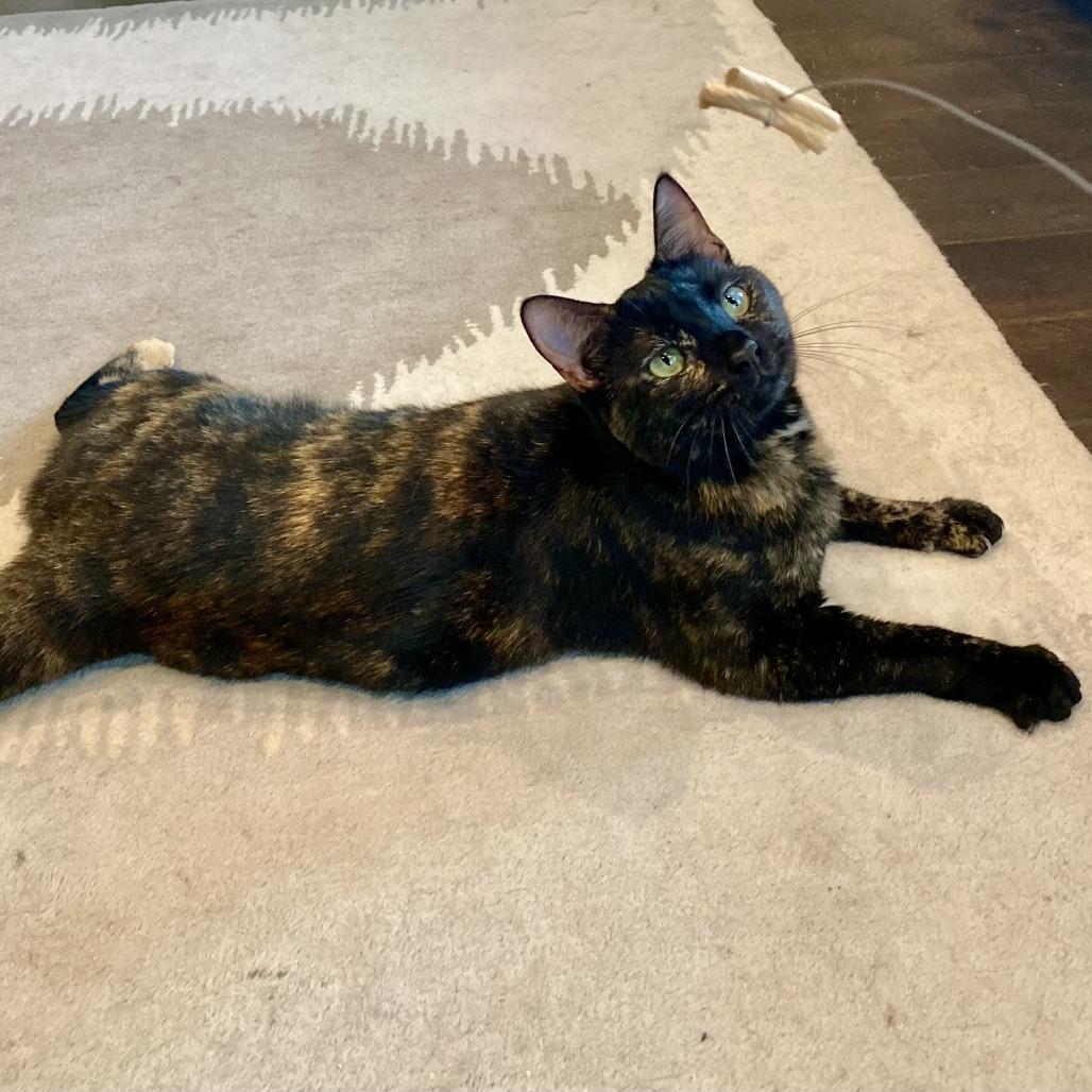Emmy, a Adoptable Domestic Short Hair in San Antonio, TX image 6/6