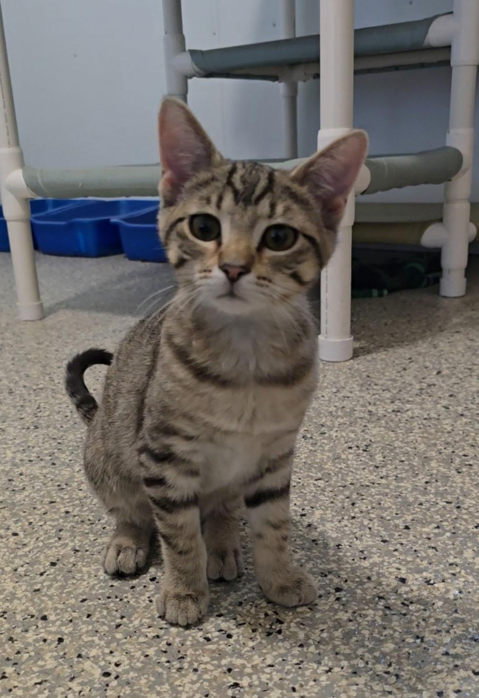 Hatter, Adoptable, Kitten Male Domestic Short Hair.