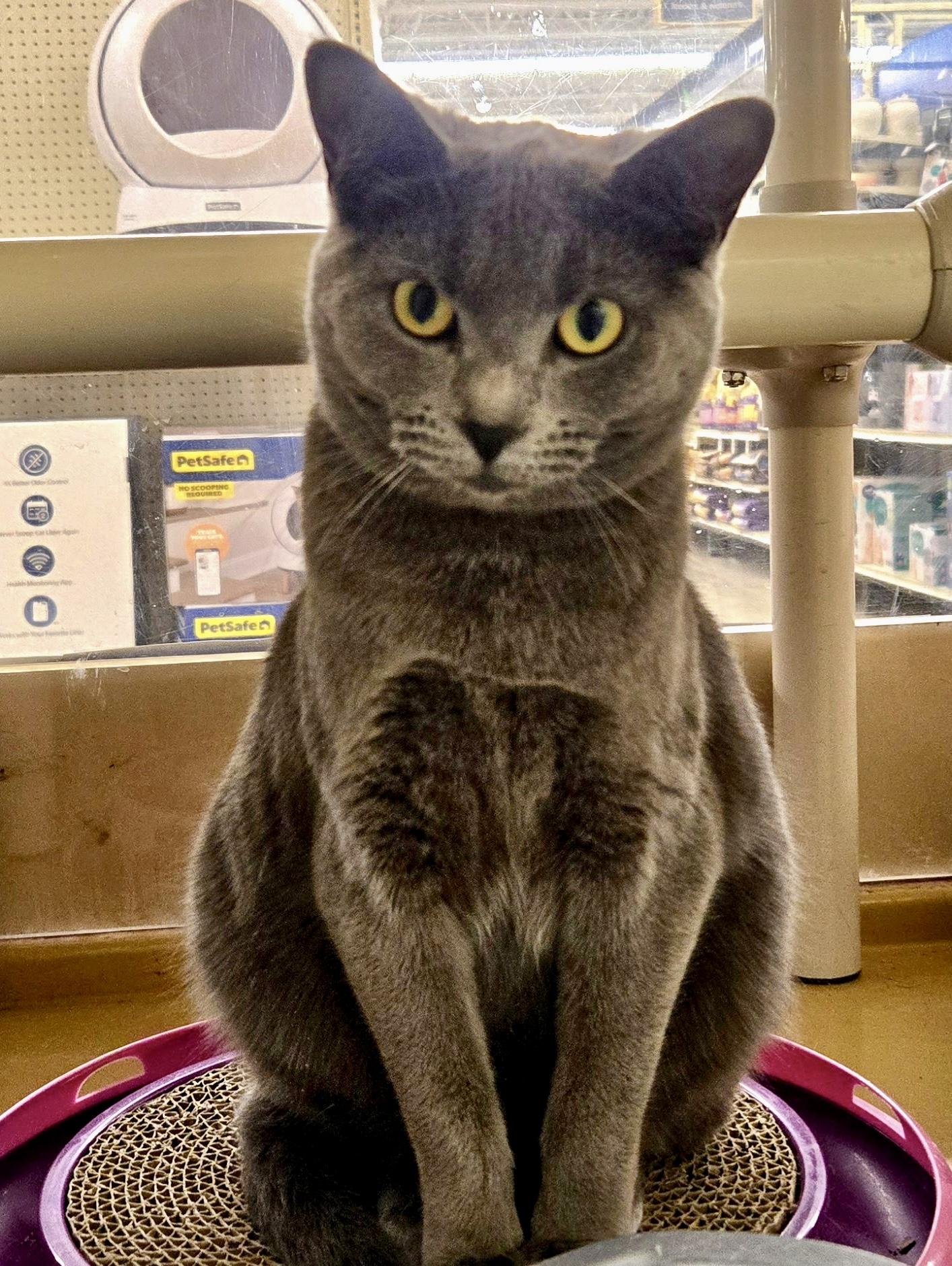 Enlarge Iona Skye, an adoptable mixed breed in Red Bank, NJ image 2/5