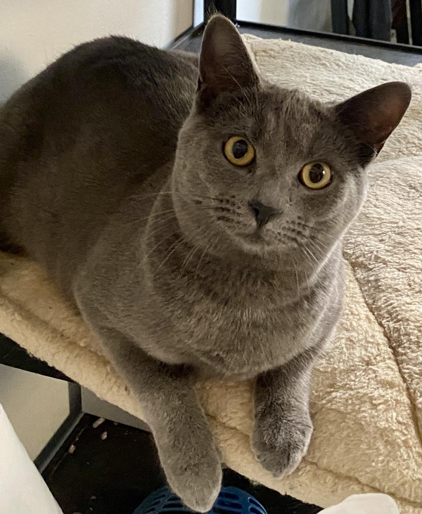 Enlarge Iona Skye, an adoptable mixed breed in Red Bank, NJ image 5/5