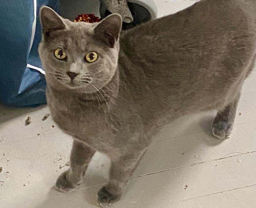 Enlarge Iona Skye, an adoptable mixed breed in Red Bank, NJ image 4/5