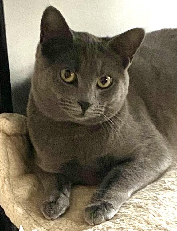 Iona Skye, adoptable, Adult Female Domestic Short Hair & Russian Blue.