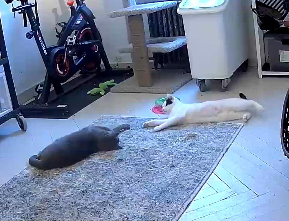 Enlarge Iona Skye, an adoptable mixed breed in Red Bank, NJ video 3/5