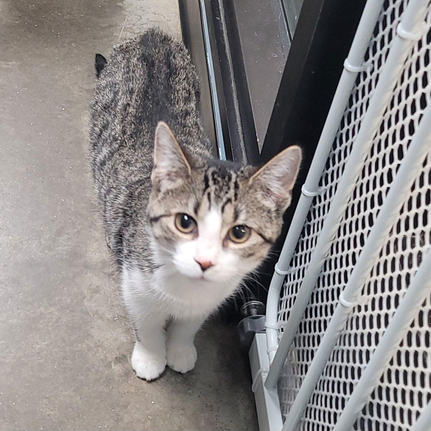 Tabby, Adoptable, Young Female Domestic Short Hair.