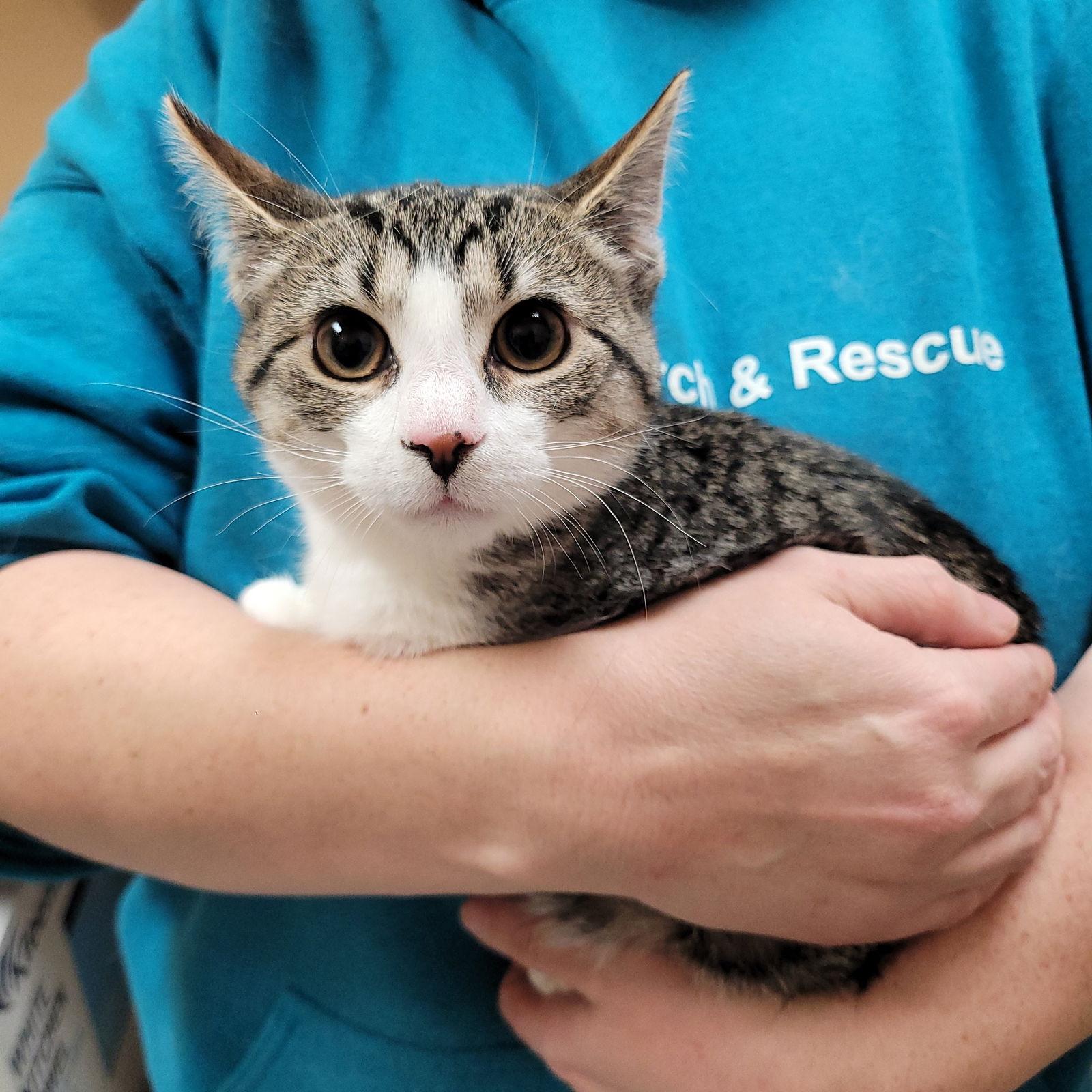 Enlarge Tabby, a Adoptable Domestic Short Hair in Akron, OH image 2/3