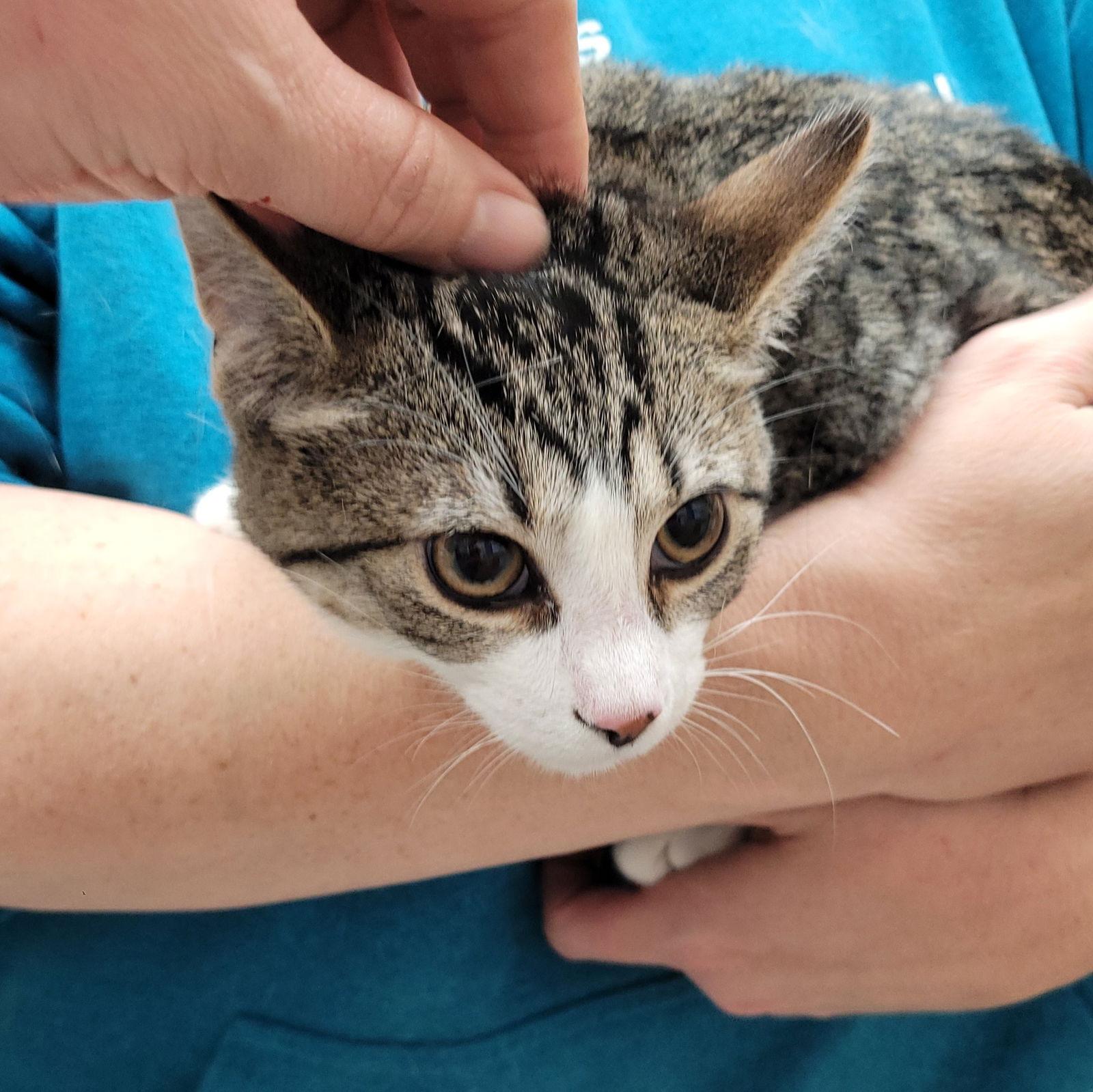 Enlarge Tabby, a Adoptable Domestic Short Hair in Akron, OH image 3/3