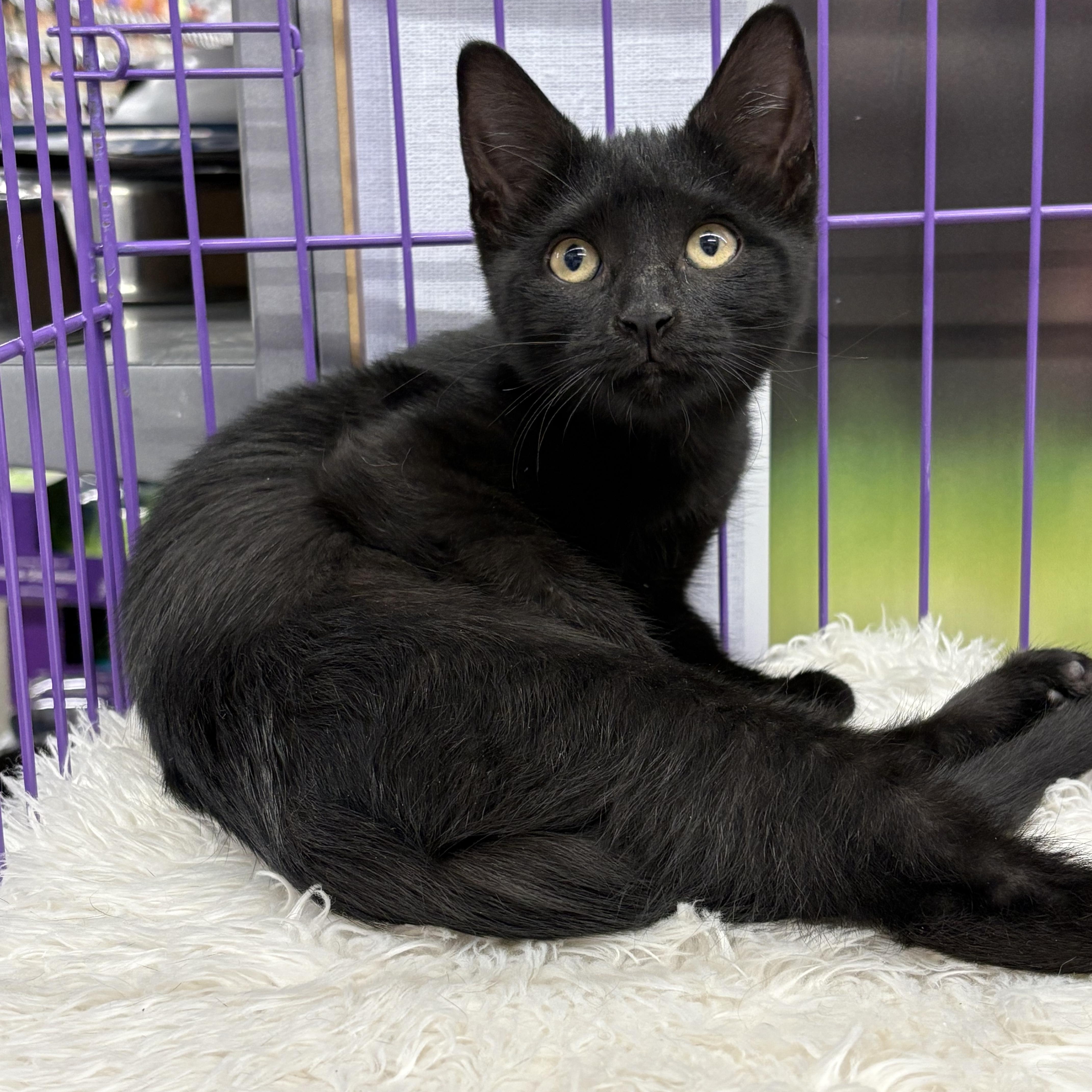 Petula and Patsy, a Adoptable Domestic Short Hair in Roslyn Heights, NY image 2/3