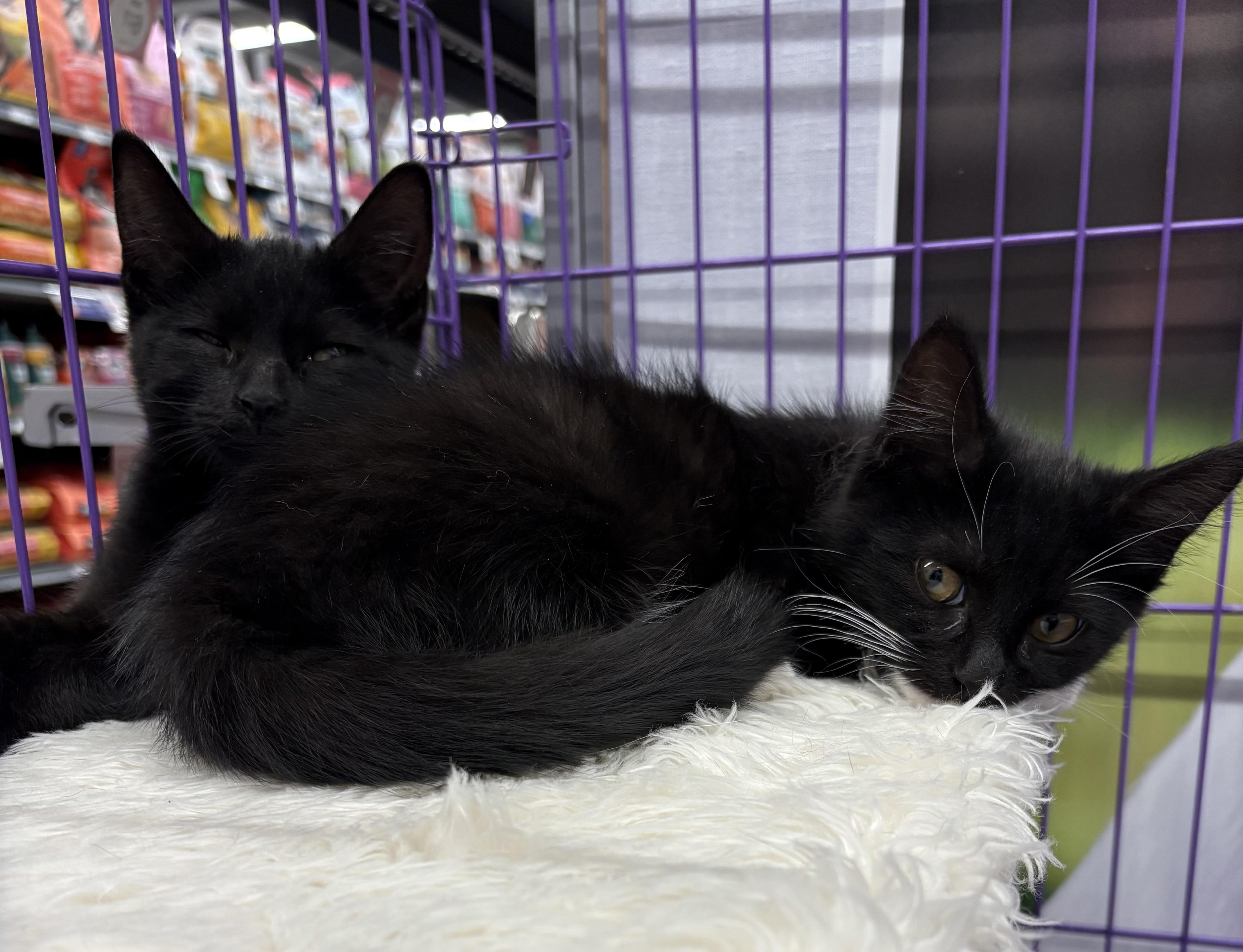 Petula and Patsy, Adoptable, Kitten Female Domestic Short Hair.