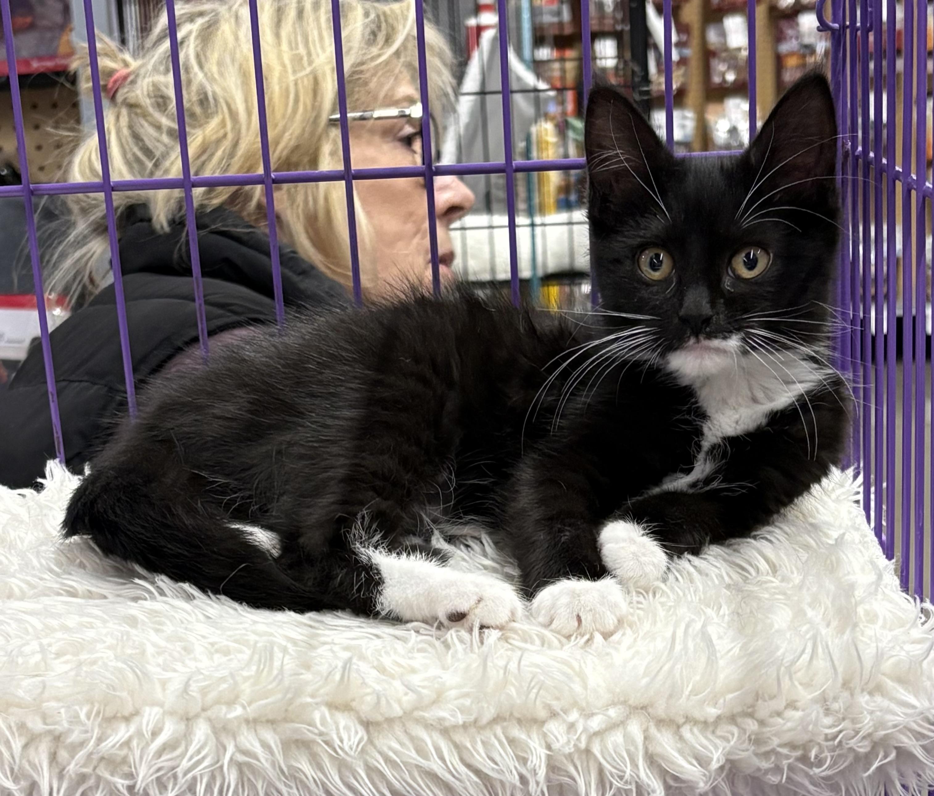 Petula and Patsy, a Adoptable Domestic Short Hair in Roslyn Heights, NY image 3/3